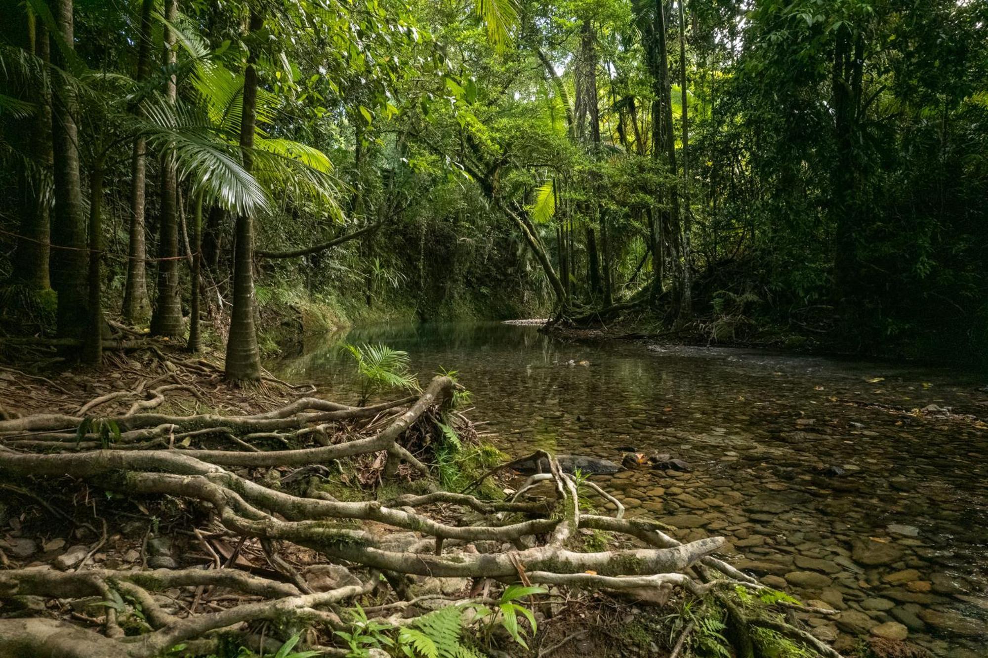 Heritage Lodge - In The Daintree Exteriör bild