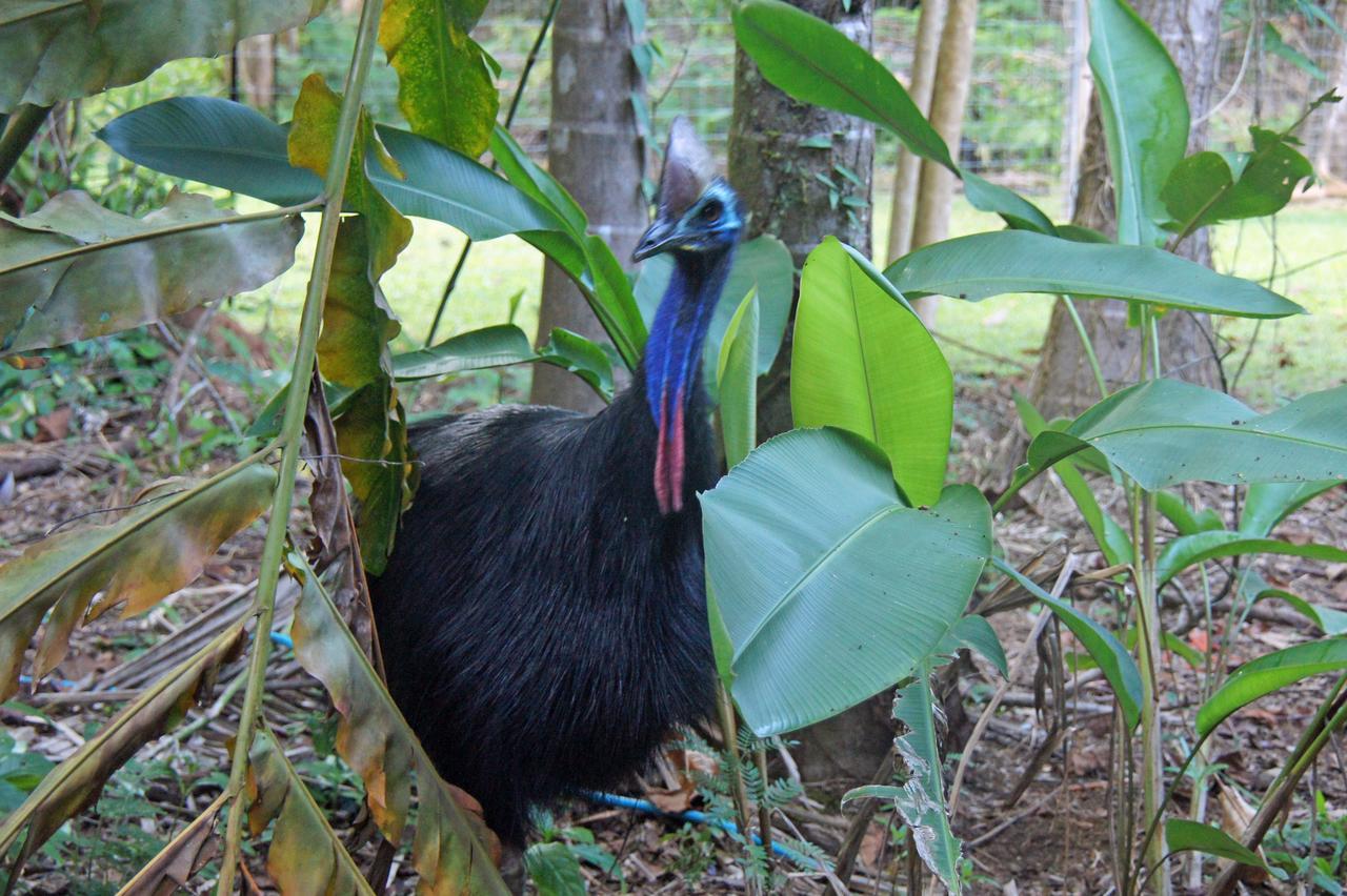 Heritage Lodge - In The Daintree Exteriör bild
