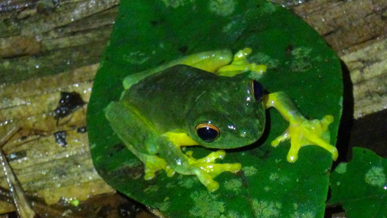 Heritage Lodge - In The Daintree Exteriör bild