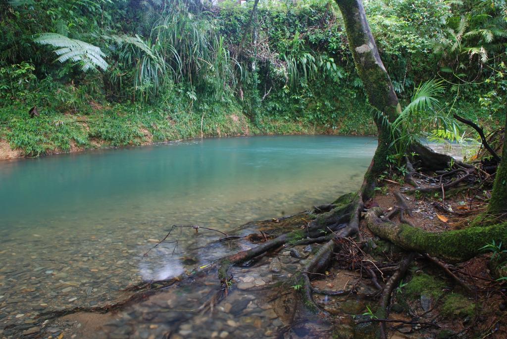 Heritage Lodge - In The Daintree Exteriör bild